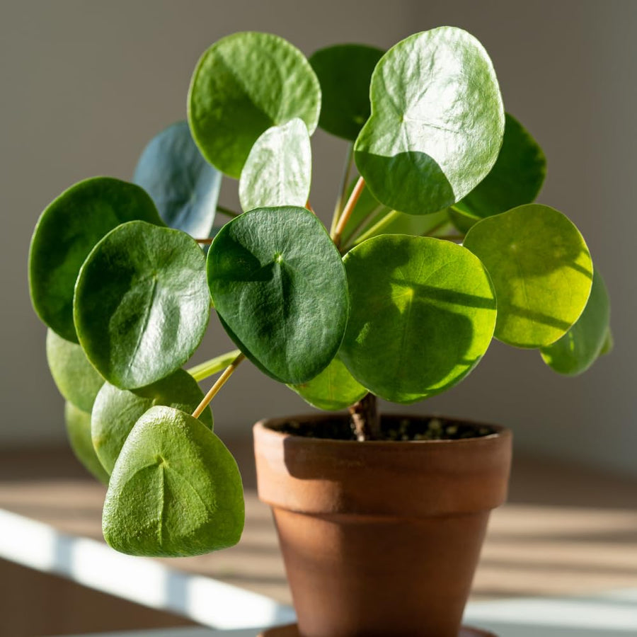 Money Plant Live 4-7 Inches Tall in 4 Inch Pot, Money Indoor Houseplant, Pilea Peperomioides, Easy Care Tropical Plant for Home Office Decor