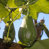 Green Chayote Squash Vine Live Plant, Edible Vegetable Plant, 8-10 Inches Tall for Garden Planting