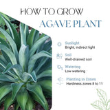 Set 4 Blue Agave Plants Live, Agave Live Plant, Easy Care Succulent Plant, 3 to 5 Inches Tall, Indoor Outdoor Growing