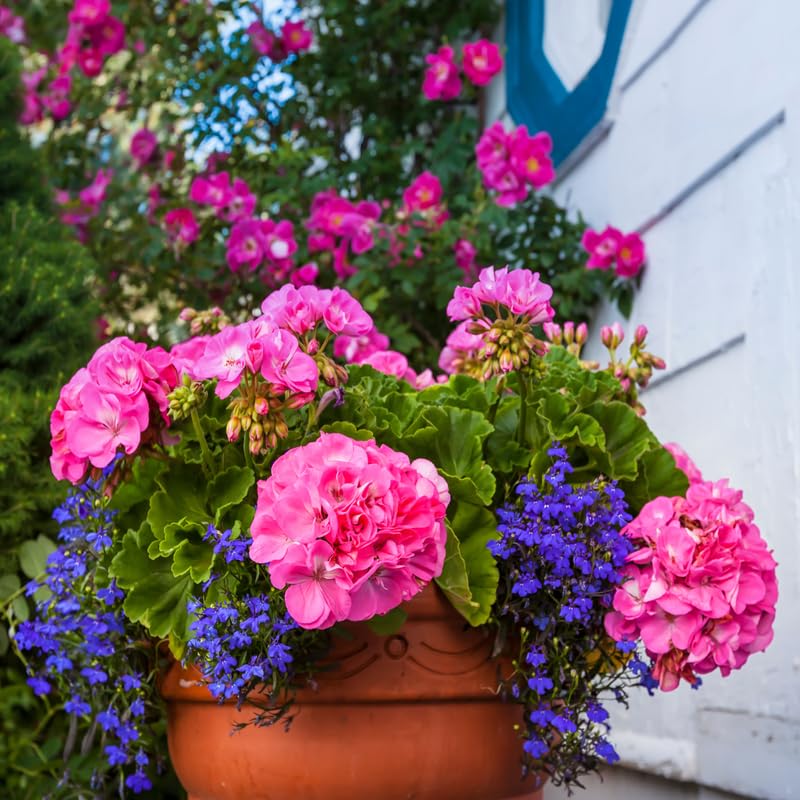 4 Pink Geranium Plants Live, 5 to 8 Inches Tall, Geranium Flower Plants Indoor Outdoor, Geranium Plant No Pot, Live Geranium Plant for Garden Outdoor and Indoors