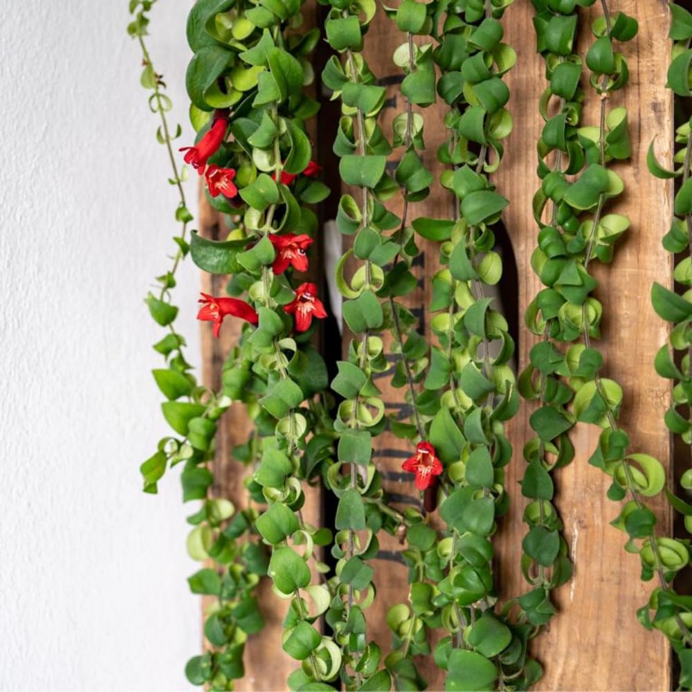 Lipstick Plants Live Houseplants, Curly Lipstick Plant in 3 Inch Pot, Rare Twisted Aeschynanthus Houseplant Indoor Outdoor Garden, Perennial Tropical Vine Plant