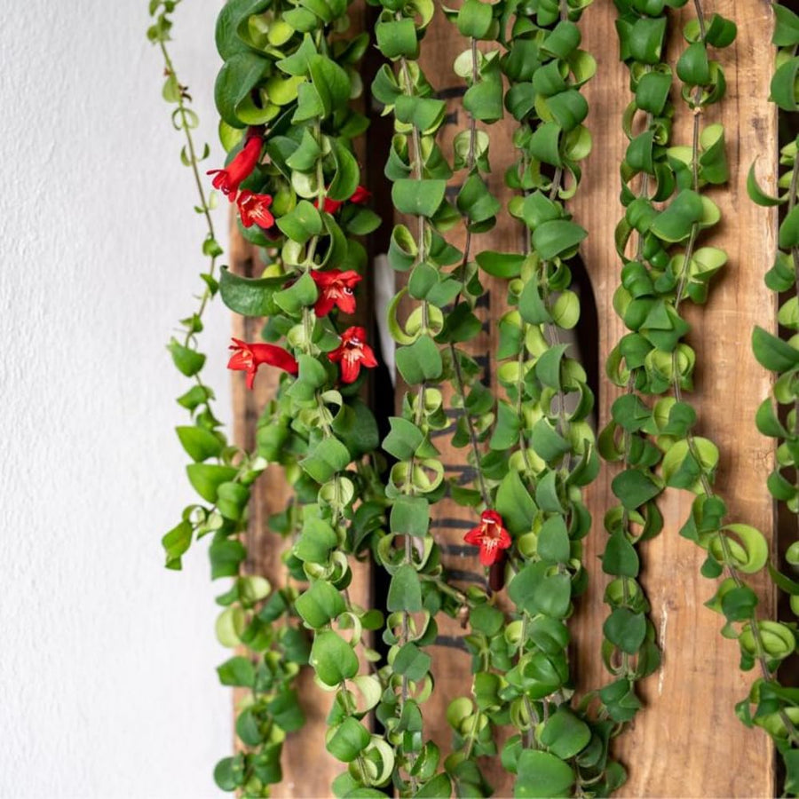 Lipstick Plants Live Houseplants, Curly Lipstick Plant in 3 Inch Pot, Rare Twisted Aeschynanthus Houseplant Indoor Outdoor Garden, Perennial Tropical Vine Plant