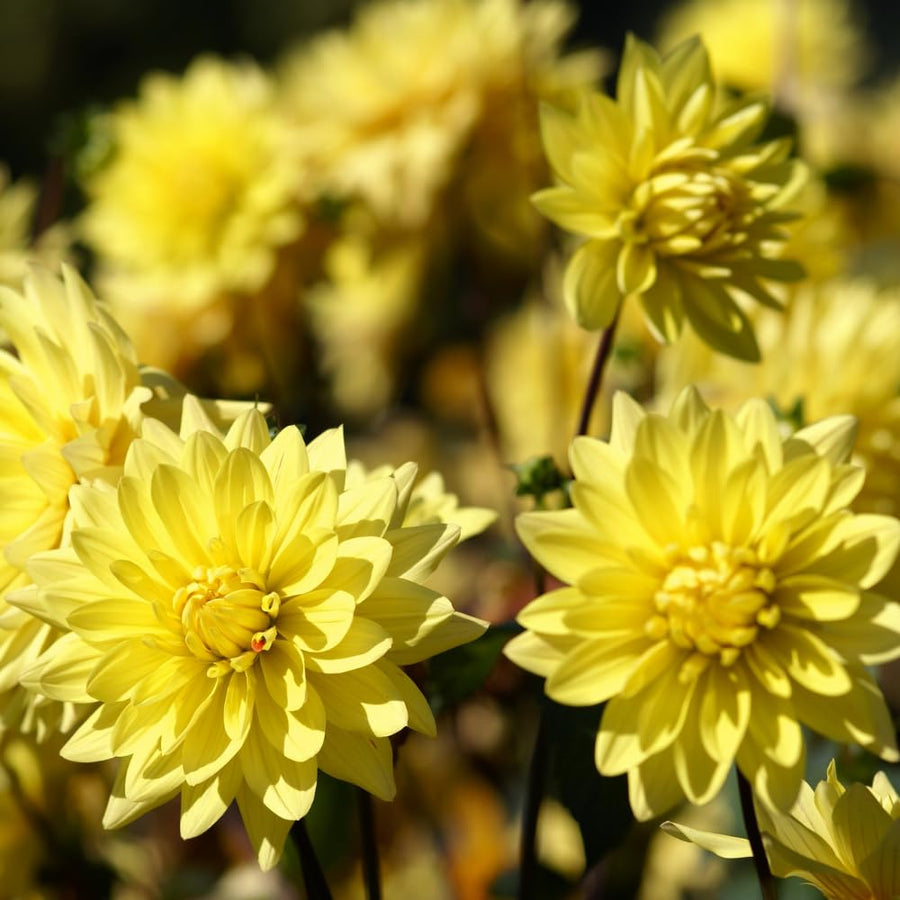 Dahlia Tuber for Planting, Yellow Dahlia Flower for Summer Blooms, Large and Vibrant Flowers, Suited for Zones 8 to 11