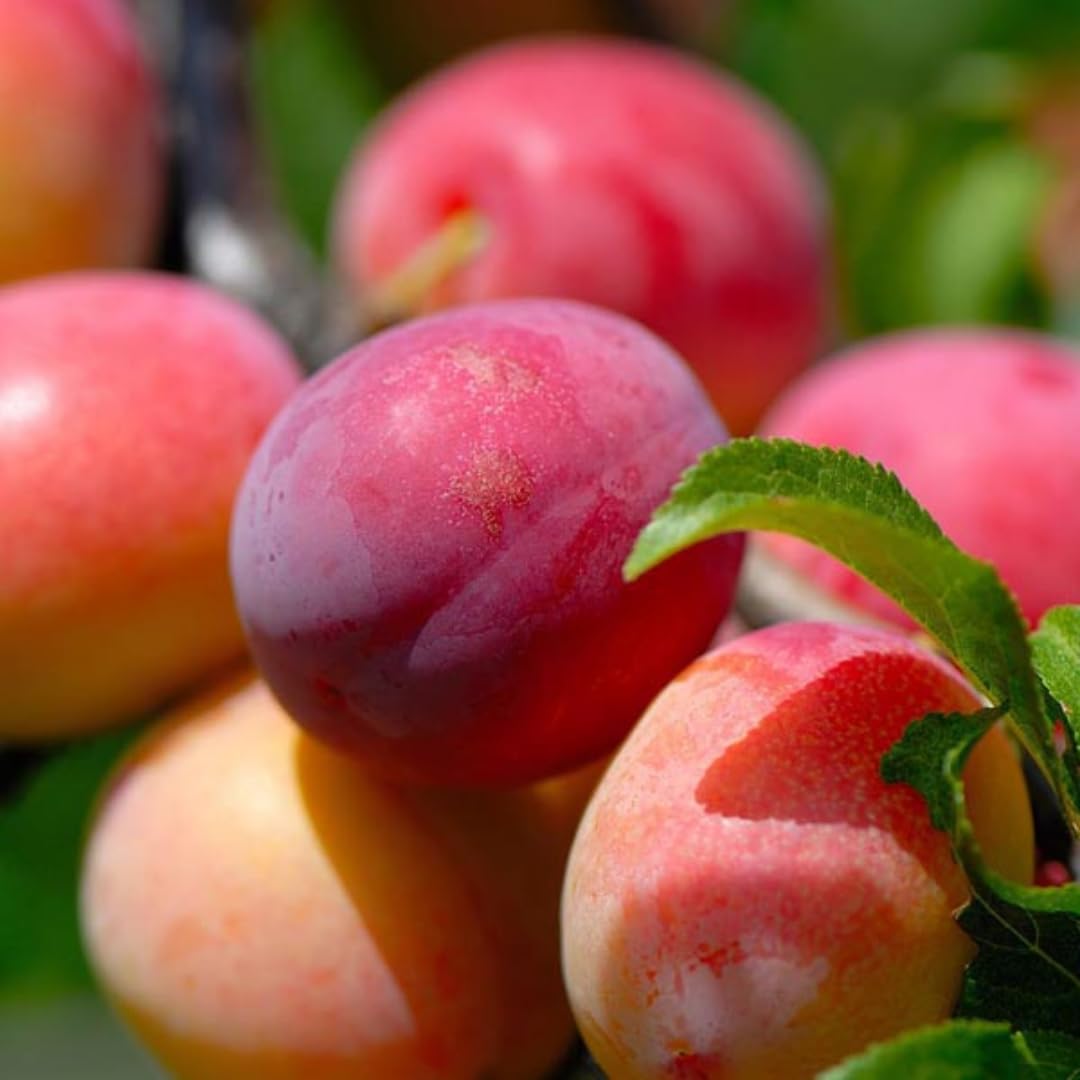 Sets 2 Plum Trees Live Plants for Planting, 1 Year Old, 9" to 17" in Height, Cold Gardy for Gardening, Zones 5-9, Well Rooted