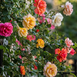 Random Single Color Climbing Roses Live Plants 7 Months Old, Rose Bushes Ready to Plant 5-9" Tall, Very Fragrant, Can Grow As Climber or Bush Tree or Trellises, Walls, Fences
