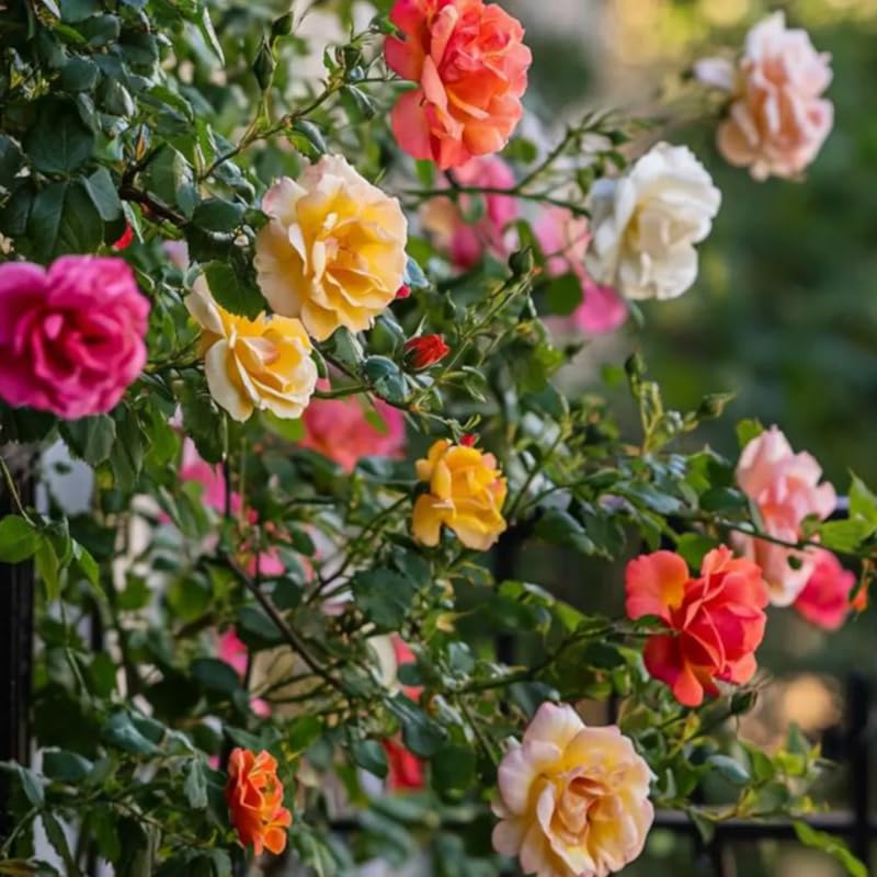 Random Single Color Climbing Roses Live Plants 7 Months Old, Rose Bushes Ready to Plant 5-9" Tall, Very Fragrant, Can Grow As Climber or Bush Tree or Trellises, Walls, Fences