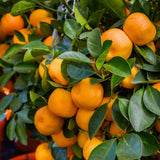 Calamondin Tree Live Plant, Calamansi Plant, 3 to 4 feet Tall, Calamondin Calamansi Trees Live Plants for Indoor Outdoor Planting