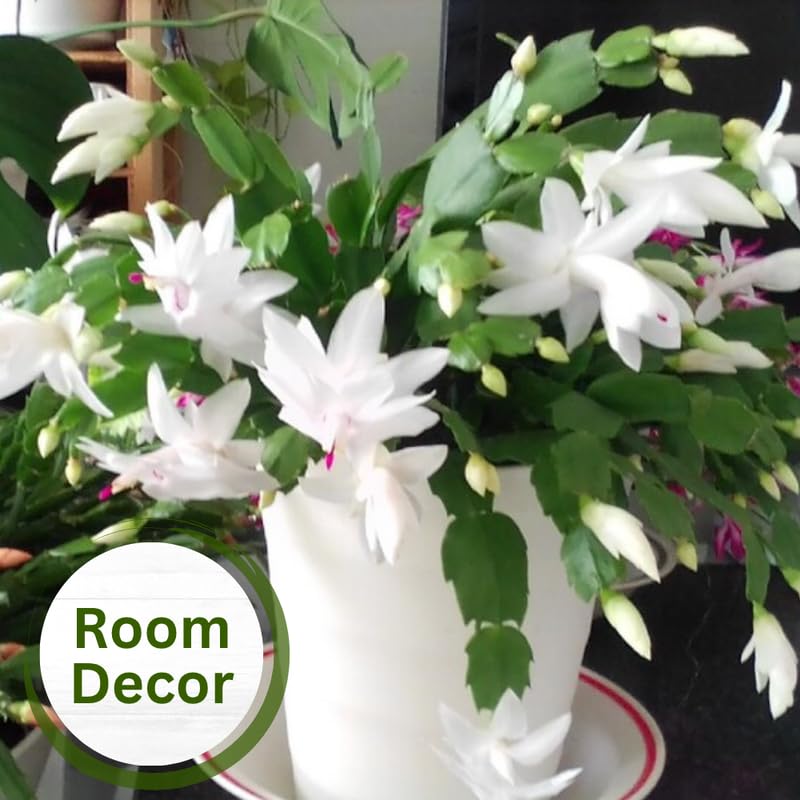 2 Christmas Cactus Plants Live, Holiday Blooming Indoor Plants Live Houseplants, Hanging Baskets Easy Care, Well-Rooted 5-8" Tall, No Pot, Bareroots, Single Stems (Purple Christmas Cactus)