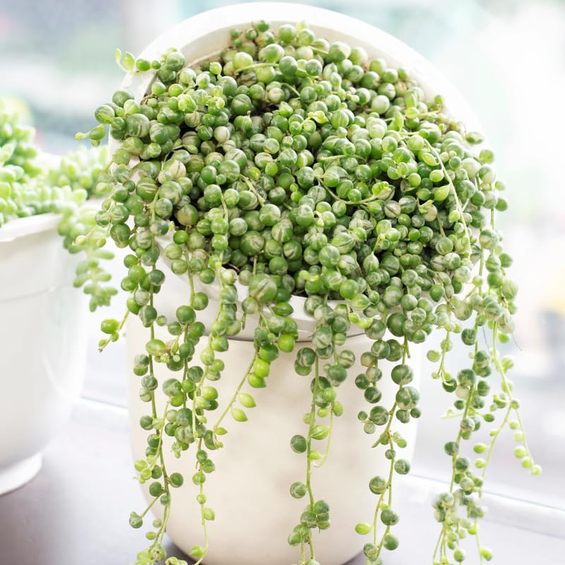 Variegated String of Pearls Plant Live, Trailing Succulent Vine, Indoor Hanging Houseplant, 4 Inch Pot