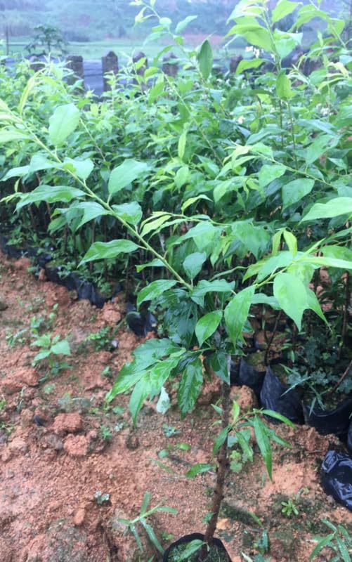 Wild Sweet Plum Trees Live Plant, 12-18" in Tall Established Roots, Cold Hardy, Live Wild Plum Trees, No CA, Bare Root and Dormant