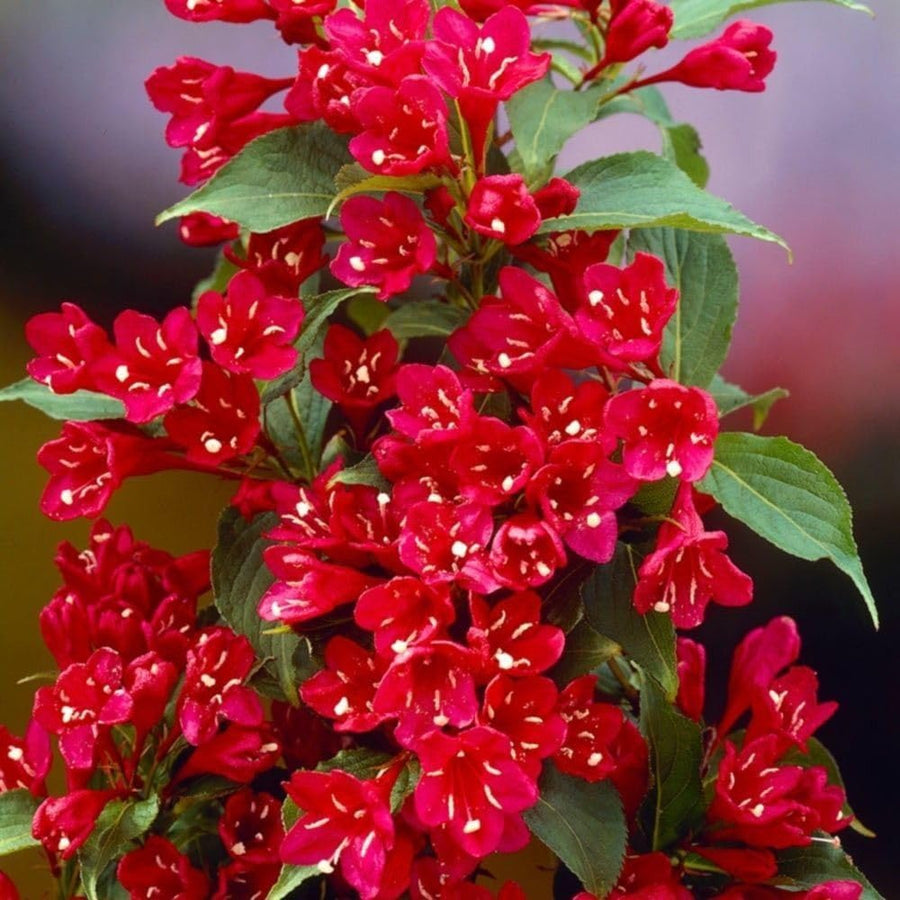 Red Weigela Plant in Quart Pot, Weigela Live Plant, Live Shrub for Outdoor Garden, Spring Blooming Flower Bush