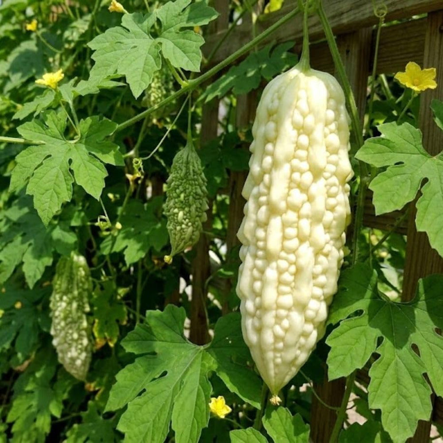 White Bittermelon Plant Live 6-8 Inches Tall in 4" Pot, Live Bittermelon Plants for Growing Outdoor Garden