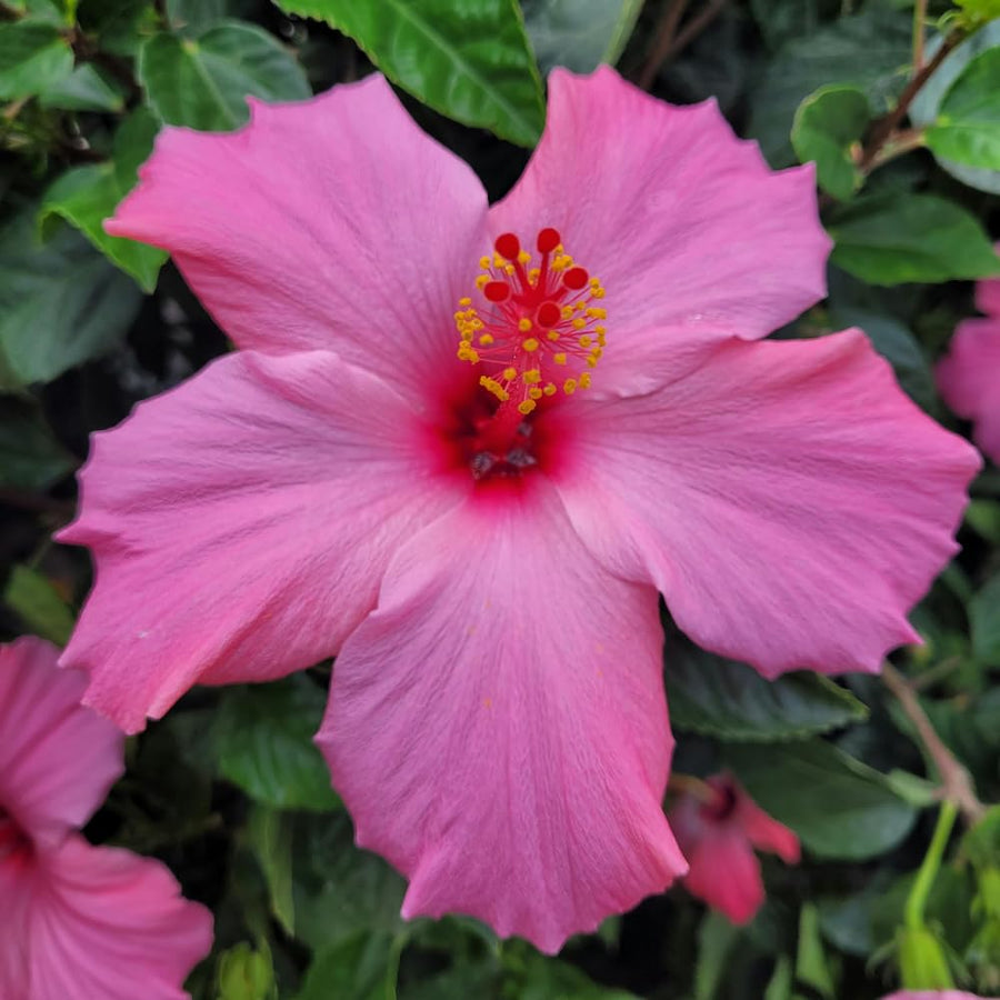 Pink Hibiscus Plant Live, Well-Rooted Hibiscus Flowers, 5-7 Inches Tall, Tropical Flowering for Indoor Outdoor Planting
