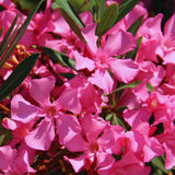Oleander Plants Live, 2 Small Plants, Live Oleander Flower Plants, Tropical Plant Live Shrub Garden (Pink)