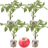 Lot 4 Tomato Plants Live for Planting Outdoors, Large and Juicy Tomatoes, Well Rooted, 6 to 8 Inch - Big Boy Tomato