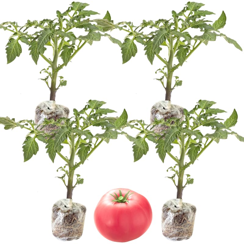 Lot 4 Tomato Plants Live for Planting Outdoors, Large and Juicy Tomatoes, Well Rooted, 6 to 8 Inch - Big Boy Tomato