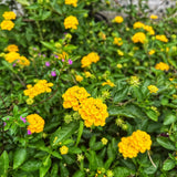 Pack 2 Lantana Live Plants, Yellow Trailing Lantana Flowering Plants 4-8 Inches, Ready to Plant Outdoor