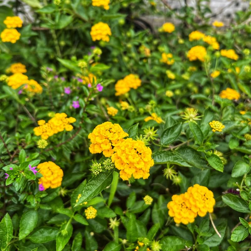 Pack 2 Lantana Live Plants, Yellow Trailing Lantana Flowering Plants 4-8 Inches, Ready to Plant Outdoor