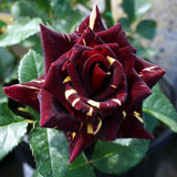 Rose Bush Live Plant - Rose Plant Live Shrub - Bareroot with Soil 5-10 Inch Tall - Fragrant Rose Flowers Heirloom Rose Shrub - No Pot (Deep Red Yellow Rose)