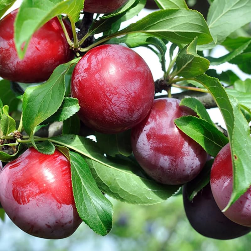 2-3 Feet Santa Rosa Plum Tree Live Plant, No Pot, Plum Tree for Planting, Cannot Ship to CA