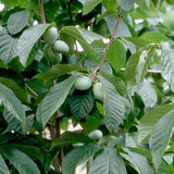 Set 2 Pawpaw Tree Live Plant 6 to12 Tall in Quart Pot, Paw Paw Fruit Tree for Outdoor Garden Planting