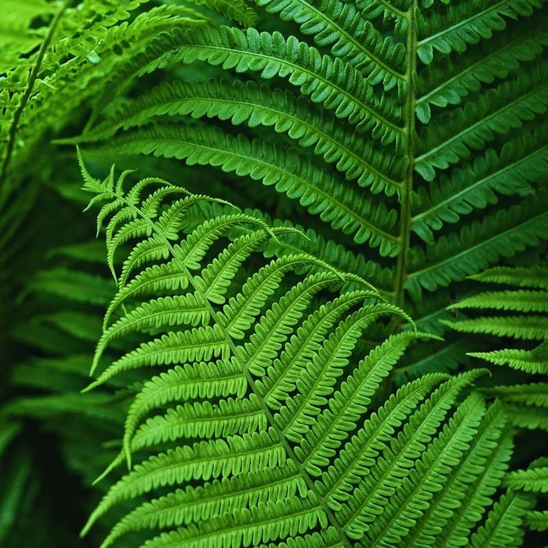 10 Fern Live Plants, Live Fern Plants, Cinnamon Ferns Bare Roots, Cinnamon Fern Plant, Cinnamon Fern Starter Plant for Growing Indoor