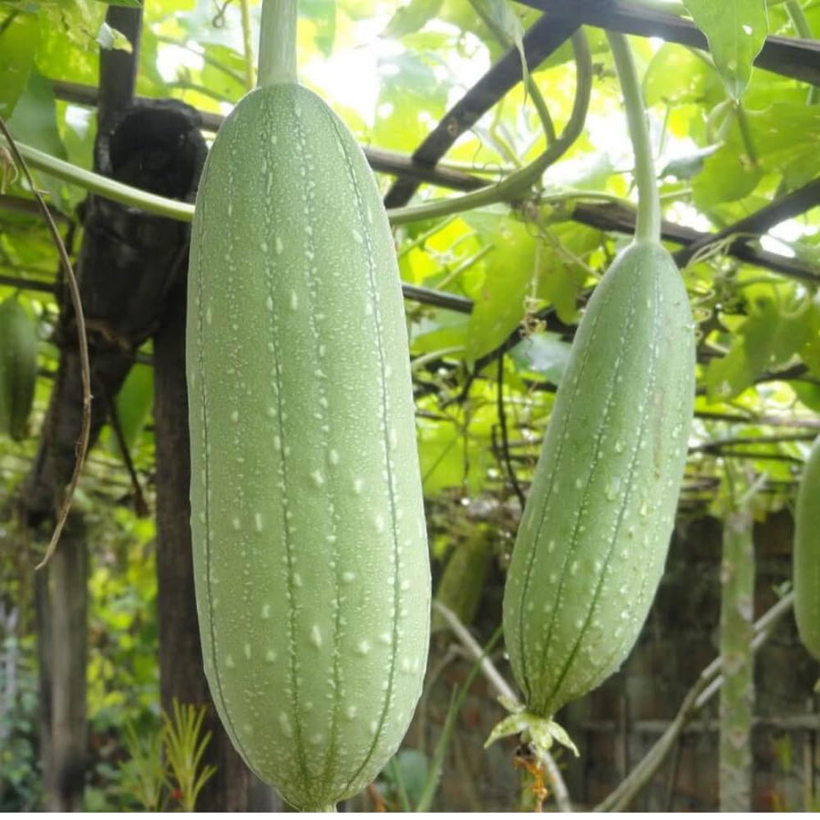 Luffa Plant Live, Loofah Gourd Vine Seedling, 4-8 Inc in 4 Inches Pot, Loofah Plant Live for Garden