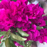 Bougainvillea Plant Live, Bougainvillea Flower Plants, Trailing Flowering Vines, Vibrant Blooms, 4-7 Inches Tall in 4 Inch Pot for Growing (Red Purple)