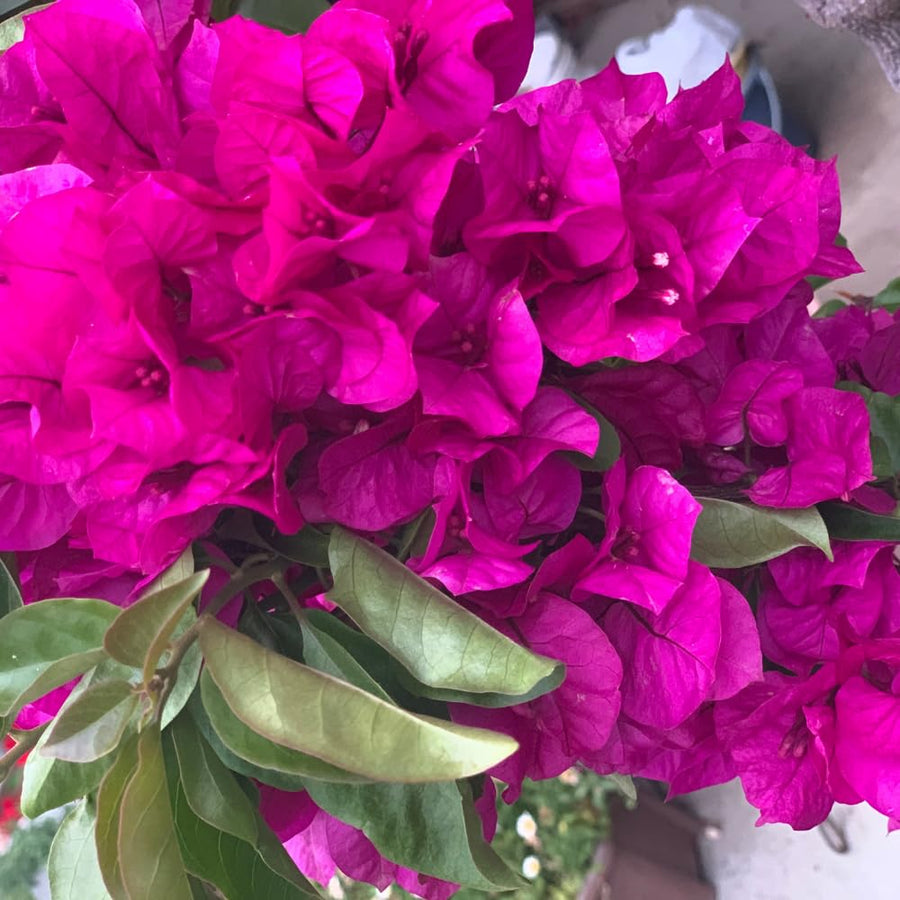 Bougainvillea Plant Live, Bougainvillea Flower Plants, Trailing Flowering Vines, Vibrant Blooms, 4-7 Inches Tall in 4 Inch Pot for Growing (Red Purple)