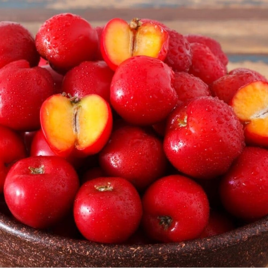 Acerola Barbados Cherry Plant Live, 2 Years Old Early Fruiting Cherry Fruit Live Plant, Sweet Tropical Fruit Tree, 2 feet Tall for Outdoor Garden