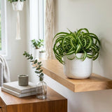 Spider Variegated Live Plant, Spider Plant, Variegated Spider Houseplant, 2-4'' Tall, Live Indoor Plant for Home and Office, Chlorophytum Comosum, No Pot
