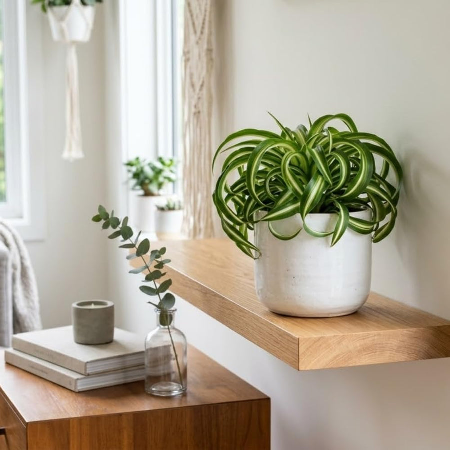 Spider Variegated Live Plant, Spider Plant, Variegated Spider Houseplant, 2-4'' Tall, Live Indoor Plant for Home and Office, Chlorophytum Comosum, No Pot