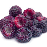Pack 2 Glencoe Purple Raspberry Plants Live, Size 5-9 Inch Tall, Raspberry Trees Live Plants, Sweet Raspberry Bush Shrub