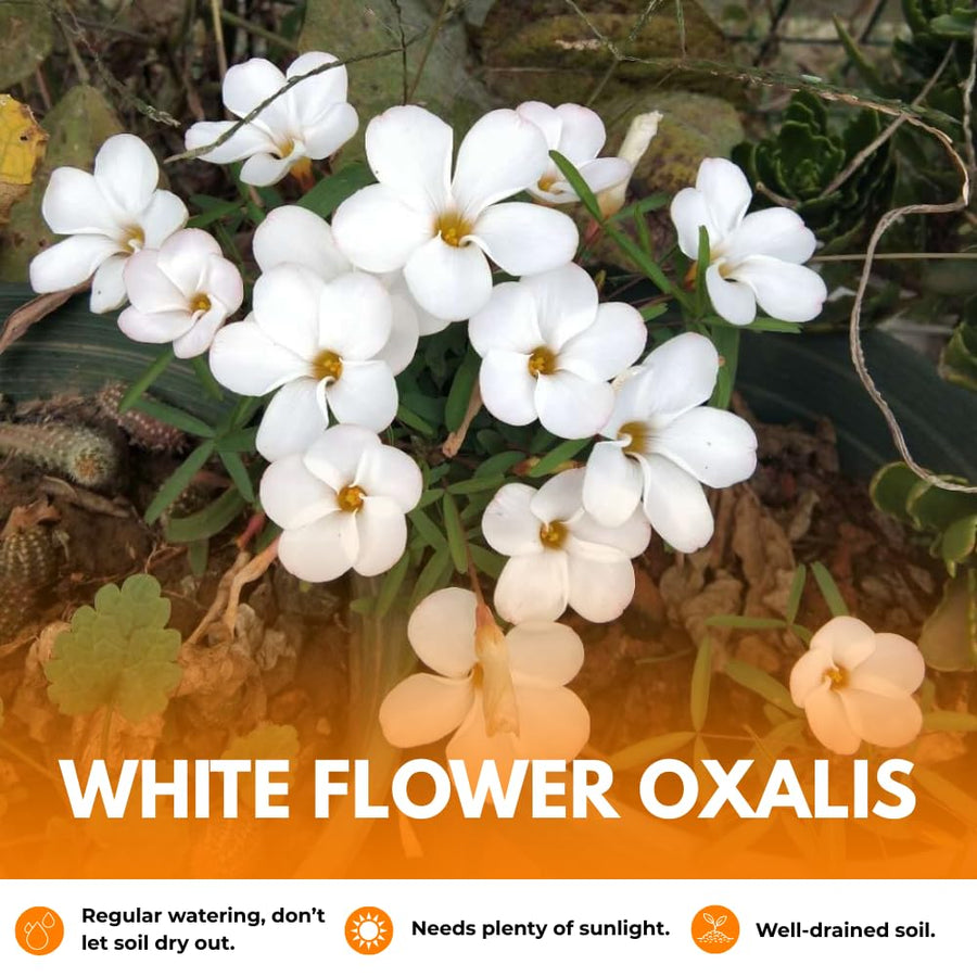 Oxalis Plant Live, Shamrock Spring Flower, 4 Inc Pot, Ornamental Oxalis Plant Live for Indoor Outdoor Garden, 4-8'' Tall (White)