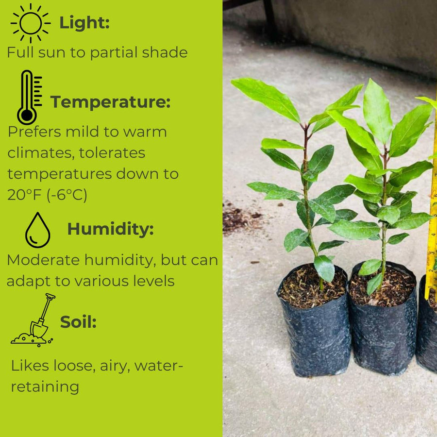 Starter Bay Leaf Tree Live Plant, Sweet Bay Live Plant, Laurus Nobilis Plant, 4 to 8 Inc Tall, No Pot