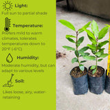 Live Bay Leaf Tree, Laurus Nobilis Plant, 5-9" Sweet Bay Live Plant No Pot, Well-Rooted