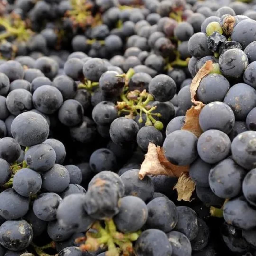 Summer Royal Black Seedless Grape Vines Trees Live Plants, Well-Rooted 1 to 2 Years Old, Grapes Plant Live for Outdoor Planting, Zones 3-9