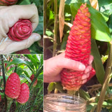 Shampoo Ginger Plant Live for Planting, Hawaiian Ginger Flower Plant, Tropical Ginger Plant Well-Rooted for Indoor Outdoor Growing, 5-9" Tall