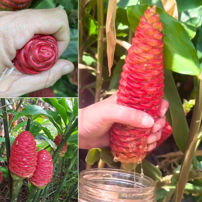 Shampoo Ginger Plant Live for Planting, Hawaiian Ginger Flower Plant, Tropical Ginger Plant Well-Rooted for Indoor Outdoor Growing, 5-9" Tall