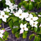 Potted White Kousa Flowering Dogwood Trees Live Plants Shrubs, 6-12" Tall Dogwood Tree Bush Flower Shrub for Planting Outdoor