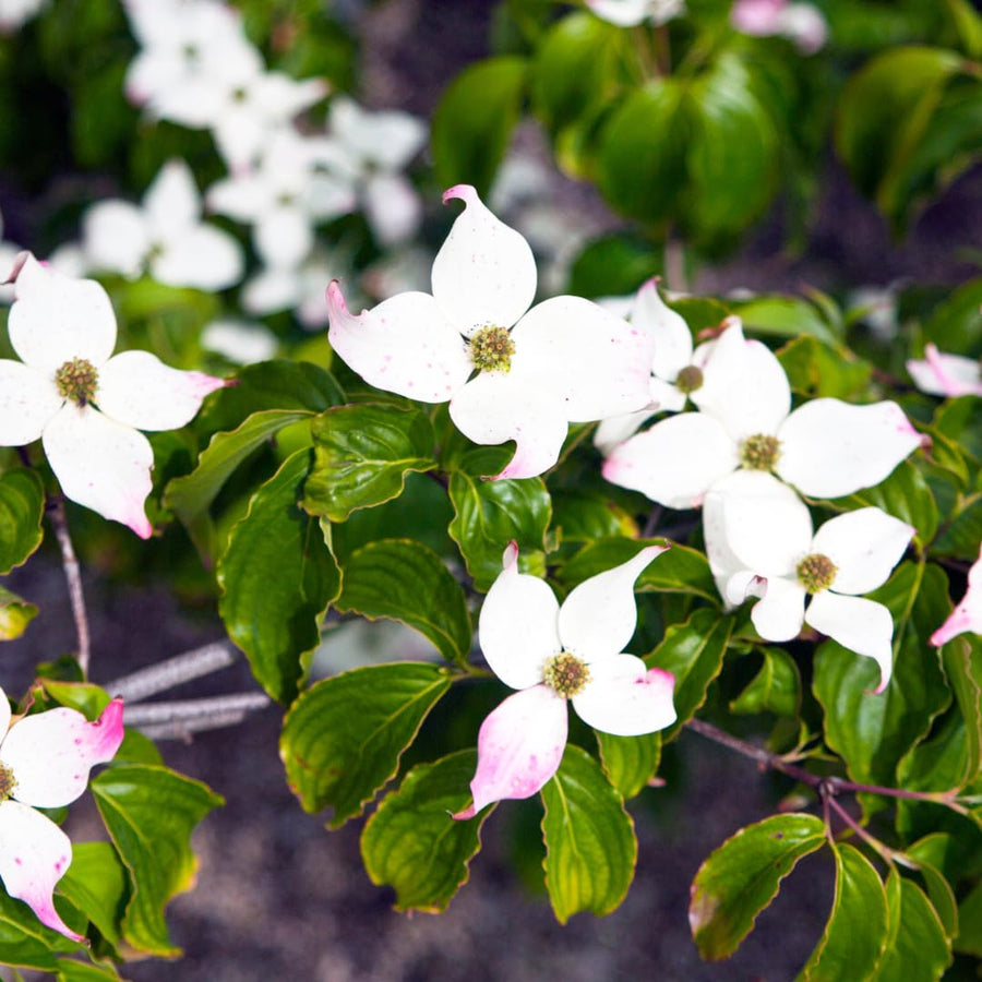 Quart Pot Kousa White Dogwood Trees Live Plants Flower Shrubs, Dormant White Flowering Dogwood Plants Live, 6-14" Tall Dogwood Trees Planting in Outside Winter