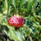 3 Abutilon Plants Live to Grow 5 to 9 Inch Tall, Lantern Abutilon Flowering Live Plants, Ornamental Abutilon Well Rooted Plug (Orange Abutilon Plants)