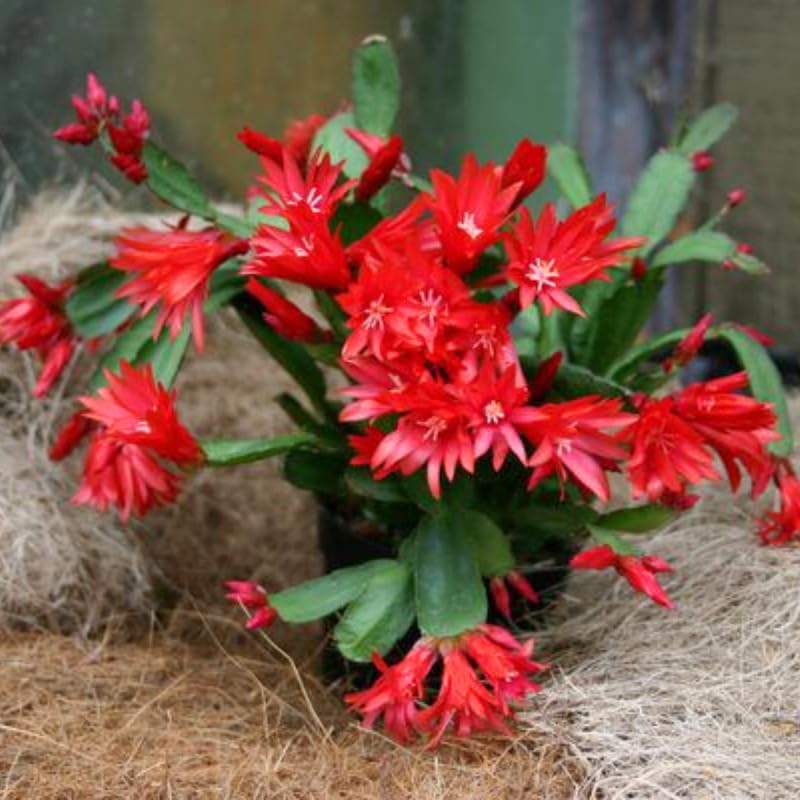 Easter Cactus Plant Live, Spring Cactus Live Plant, 4-8 Inch Height, Holiday Blooms for Outdoor Spaces, No Pot, Bareroot (Red)