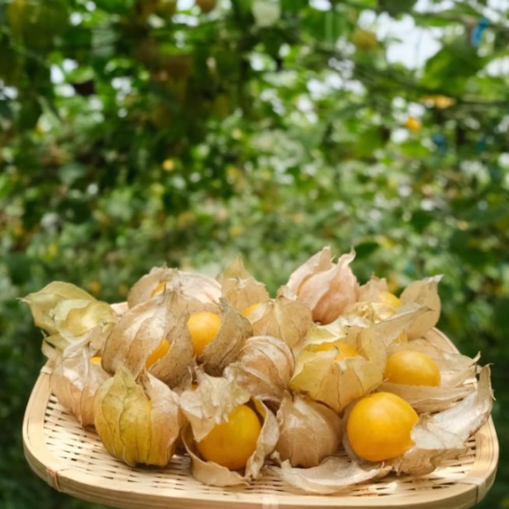 Cape Gooseberry Plant Live in 4'' Pot, 8-10 Inch Tall, Hardy Gooseberry Live Plant for Outdoor Planting, Sweet Golden Berry Fruit Plant, Well-Rooted