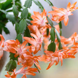 Orange Thanksgiving Cactus in 4" Pot for Spring Planting, Indoor Outdoor Home Decor