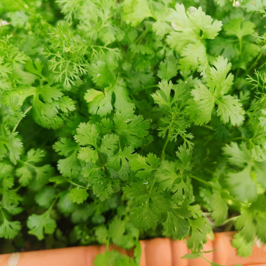 Cilantro Plant Live, Green Cilantro Live Plant Pot, 3.5 Inc Pot, Herb Vegetable Plant Gardening Outdoor Indoor, 5 to 7 Inc Tall