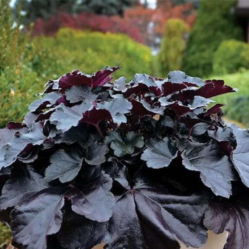 3 Coral Bells Heuchera Perenial Live Plants, Purple Seasonal Leaves Color Change, Well-Rooted 5-9 Inc Tall, No Pot