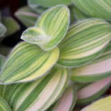 Tradescantia Velvet Live Plant in 3.5'' Pot, Wandering Jew Trailing Houseplant, Decorative Indoor Foliage Plant