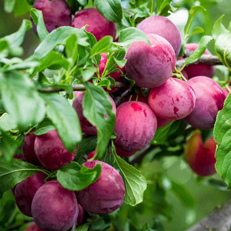 Santa Rosa Plum Plant Live for Planting, Bareroot 2-3 Feet Tall, Santa Plum Tree Live Plant, Rosa Plum Tree Plant Live to Grow Outdoors