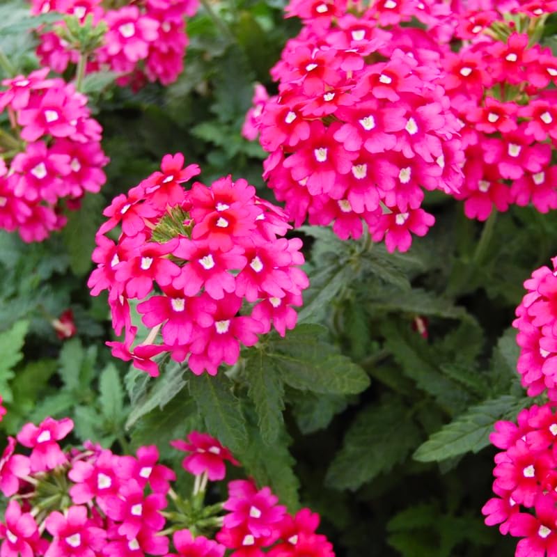 4 Pink Verbena Plants Live, 5-9" Tall Hardy Perennial Flower Plants, Well-Rooted for Outdoor Planting